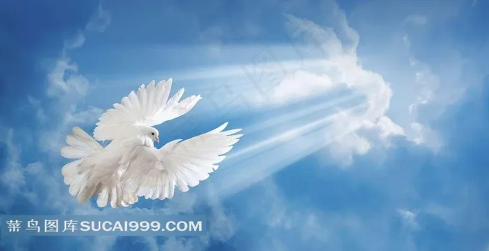宽幅蓝天白云中的鸽子风景图片