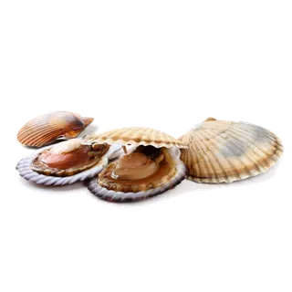 螺贝类带壳类(66)海鲜超市商品红酒白底图免抠实物摄影png格式图片透明底