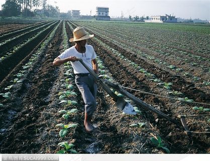 正在耕田的老人