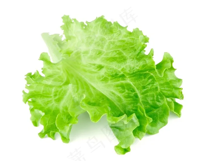 新鲜的生菜叶高清图片