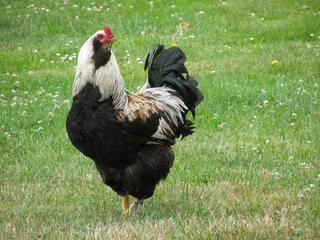 鸡母公鸡走地鸡散养鸡鸡肉农村牧场小鸡
