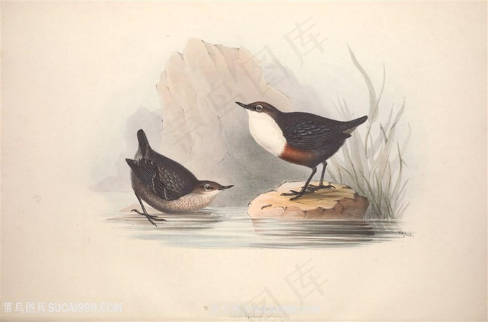 欧洲鸟类高清手绘装饰画