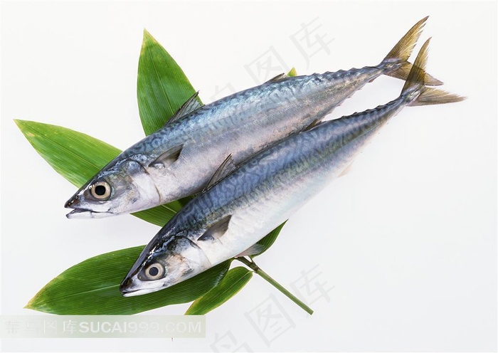 海鲜食物特写 托魚