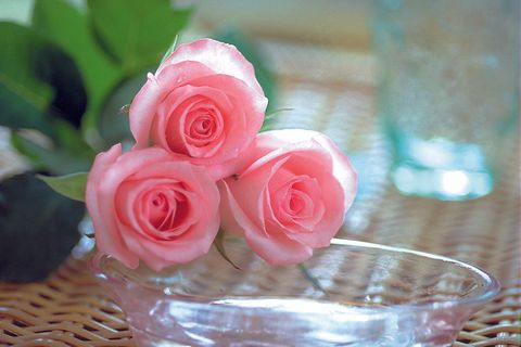 高清红色玫瑰花图片下载 高清红色玫瑰花图片下载