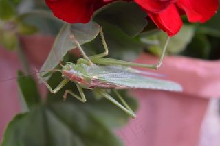 绿色蚂蚱蝗虫图片