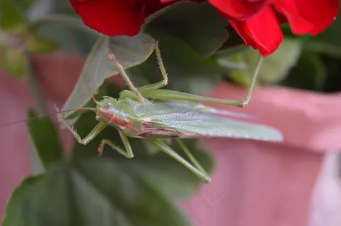 绿色蚂蚱蝗虫图片 绿色蚂蚱蝗虫图片