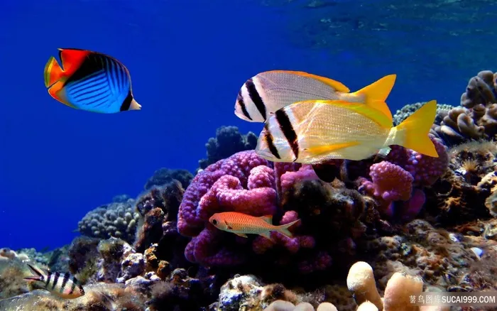 海洋海底游鱼风景画壁纸