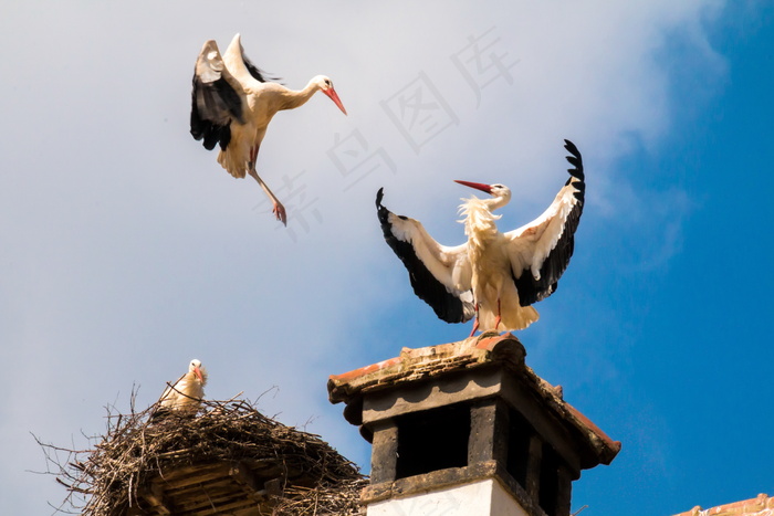 白鹳鸟巢图片