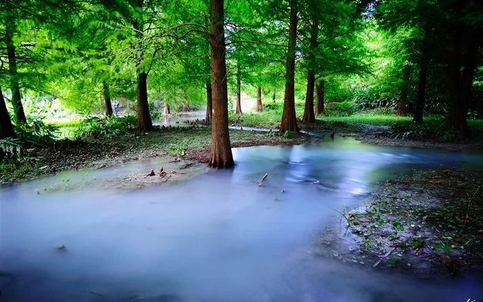 雨后树林风景图