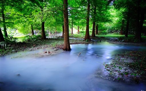 雨后树林风景图