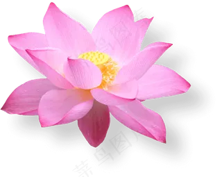 荷花素材 免抠 荷花 复古 中国风 莲花 荷叶 花朵