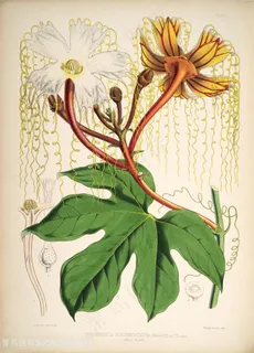 高清水彩花卉花枝插画 高清水彩花卉花枝插画