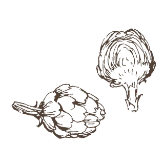 线条草本花卉手绘植物-洋蓟2