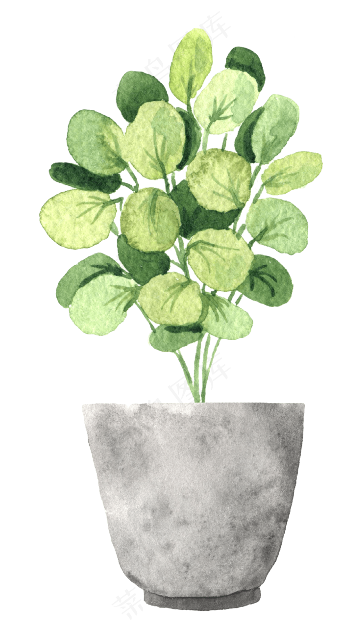 水彩插画-植物26
