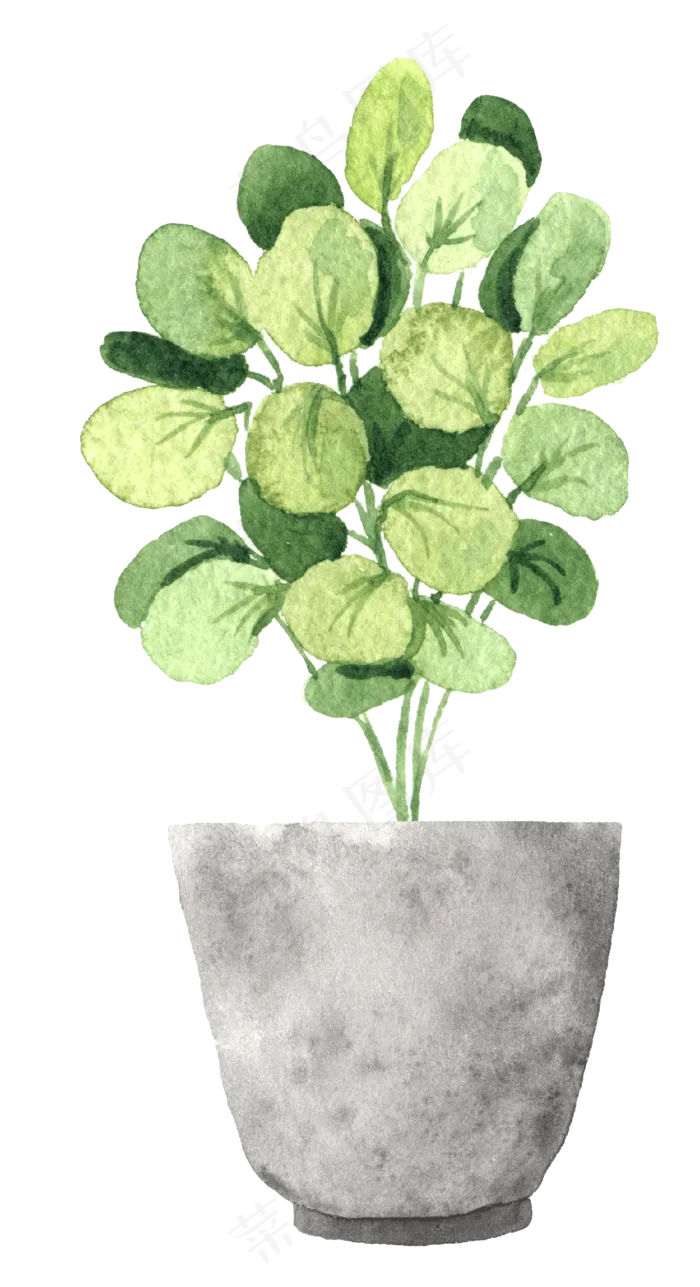 水彩插画-植物26