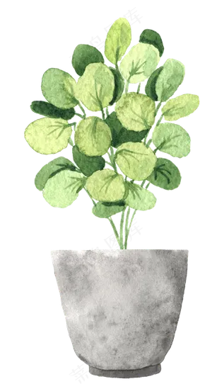 水彩插画-植物26