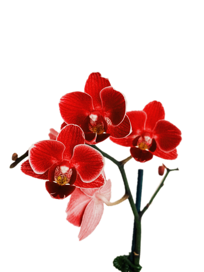 花朵|花卉|花瓣|向日葵|菊|百合|玫瑰|荷花|PNG|免扣元素