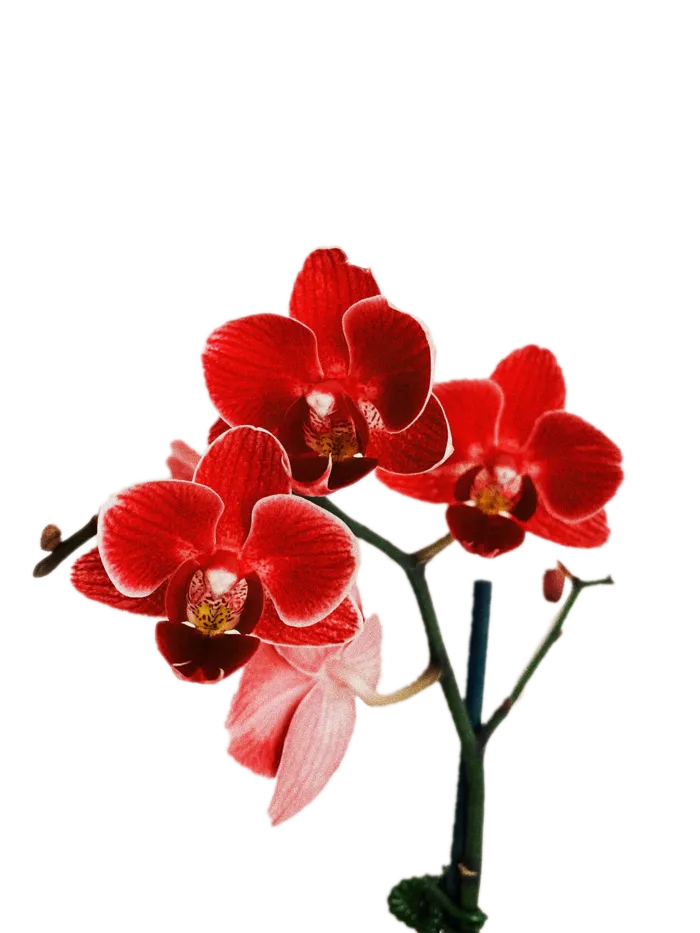 花朵|花卉|花瓣|向日葵|菊|百合|玫瑰|荷花|PNG|免扣元素