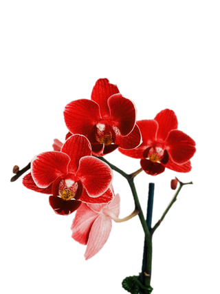 花朵|花卉|花瓣|向日葵|菊|百合|玫瑰|荷花|PNG|免扣元素