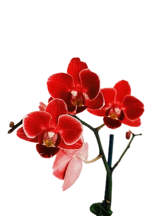 花朵|花卉|花瓣|向日葵|菊|百合|玫瑰|荷花|PNG|免扣元素