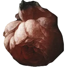 复古油画质感宫廷花卉植物花朵鲜花拼贴图案PNG免抠图片设计素材