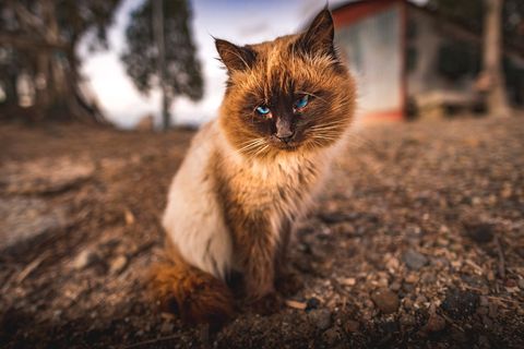 可爱泰国暹罗猫图片