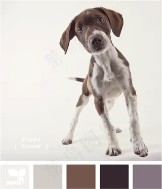 动物配色色卡色彩搭配