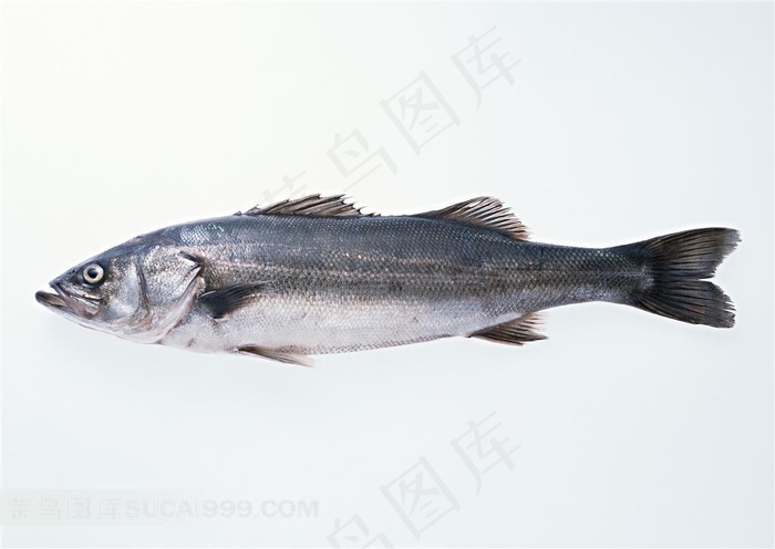 高清海魚攝影