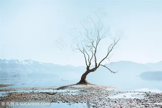 湖边枯树景色