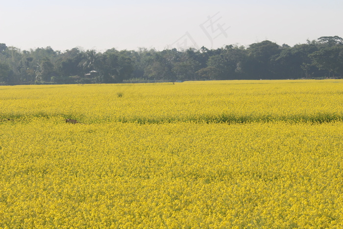 春天油菜花花海图片