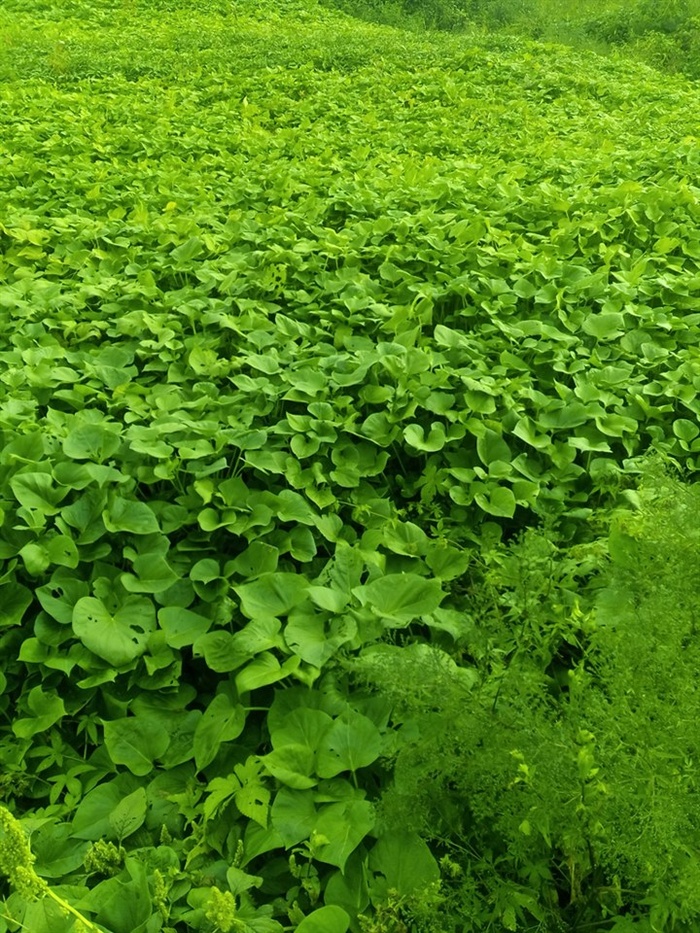 绿色的农作物背景图片