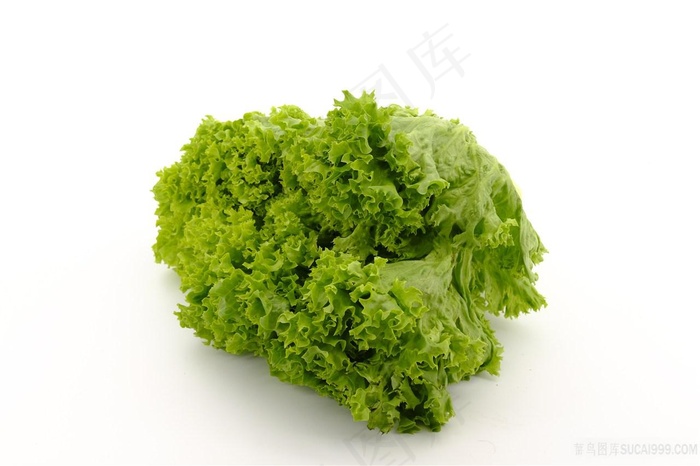 新鲜生菜白色背景