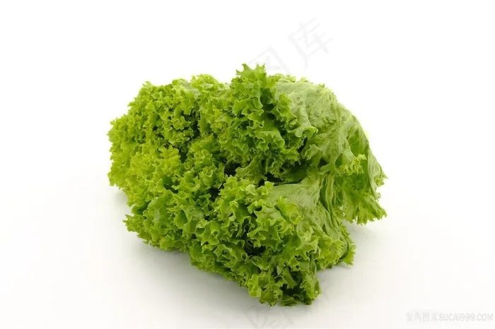 新鲜生菜白色背景