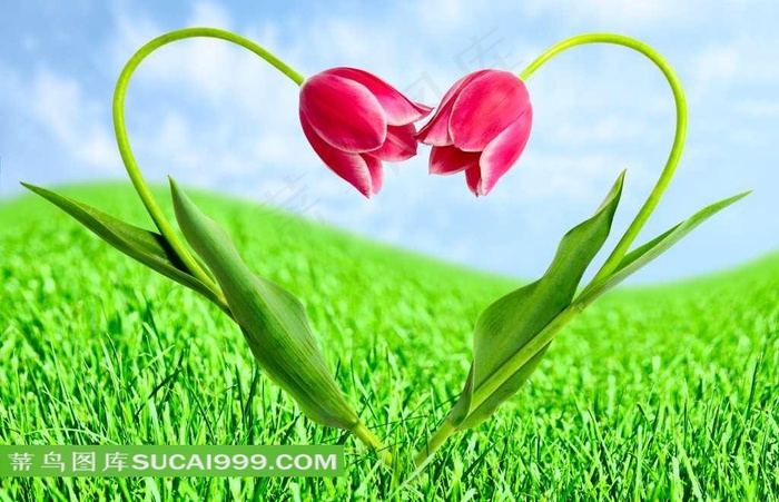 唯美郁金香弯成的心形