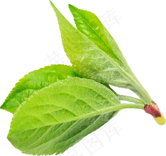 04_Apple Leaves 04_Apple Leaves