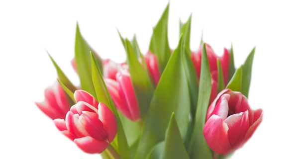 花丛   郁金香花丛   粉色花丛