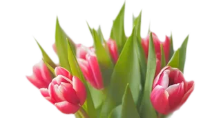 花丛   郁金香花丛   粉色花丛