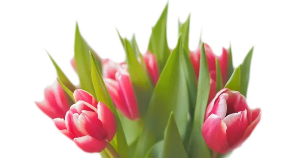 花丛   郁金香花丛   粉色花丛 花丛   郁金香花丛   粉色花丛