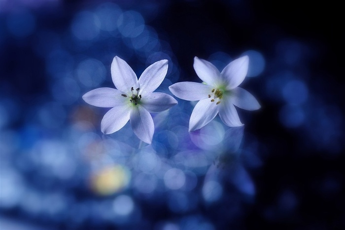 唯美桃花鲜花图片