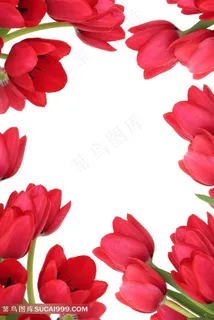 红色郁金香图片