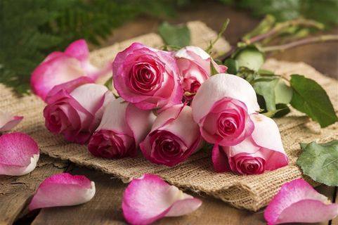 美丽玫瑰花素材 美丽玫瑰花素材