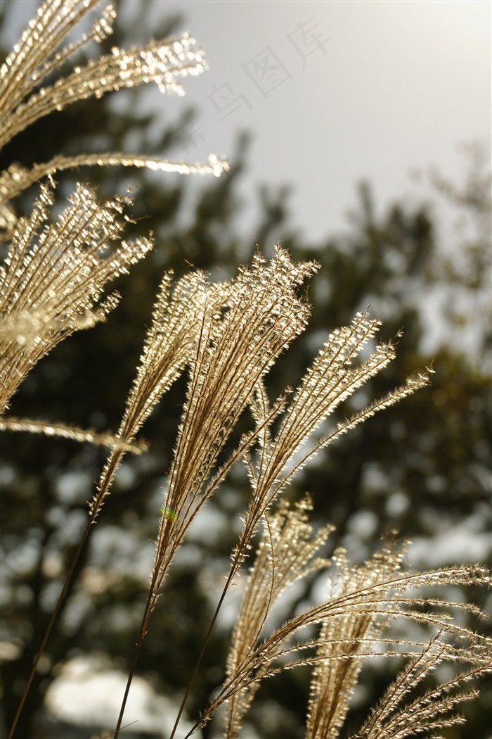 漂亮的芦苇丛素材