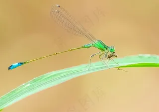 扑食小虫的豆娘