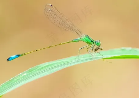 扑食小虫的豆娘 扑食小虫的豆娘