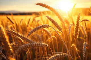 金黄麦田小麦粮食摄影图