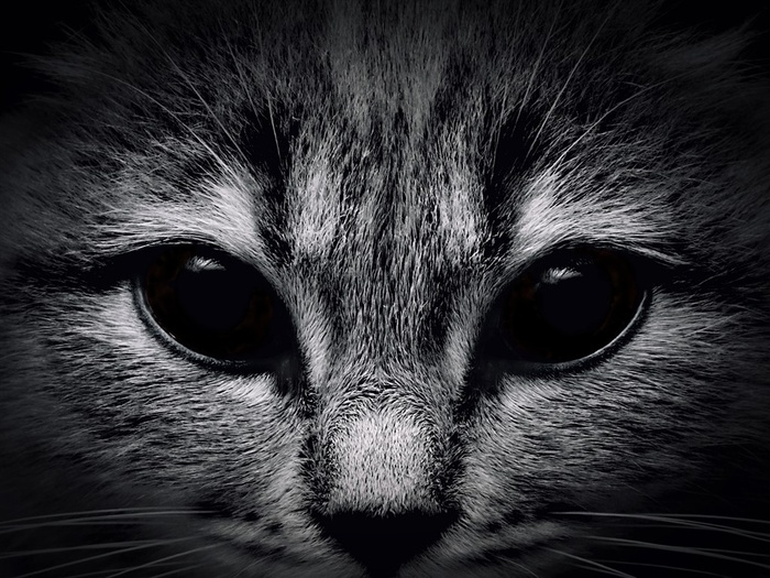 漂亮的小猫特写素材