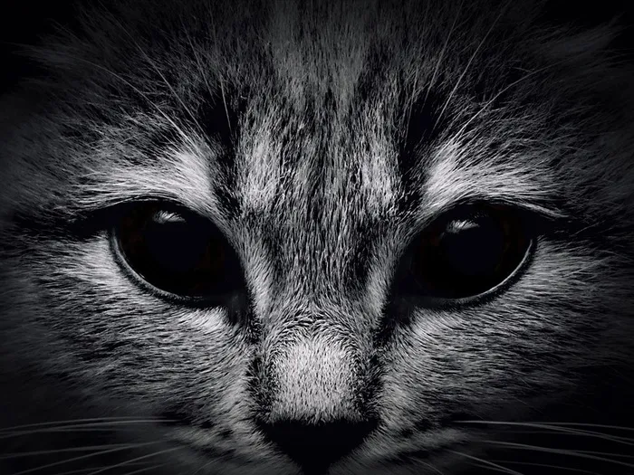 漂亮的小猫特写素材