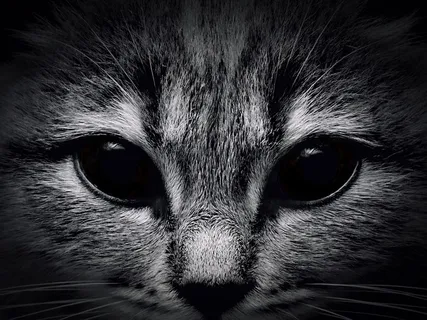漂亮的小猫特写素材 漂亮的小猫特写素材