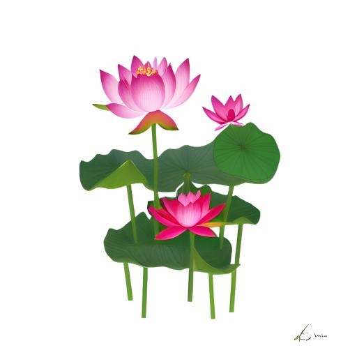 荷花莲花免抠