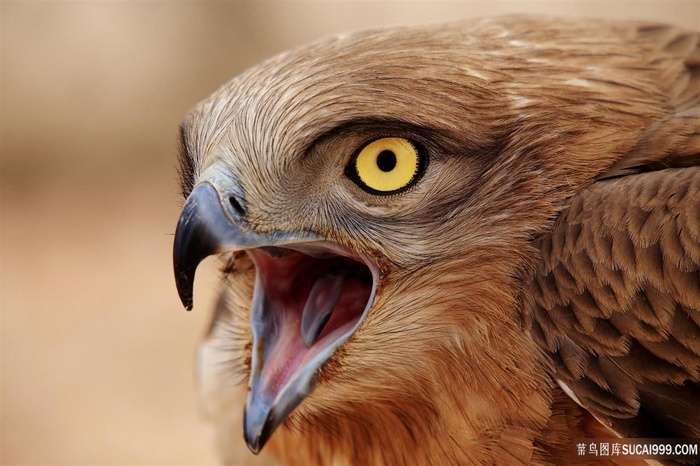 震惊大叫的老鹰鸟图片